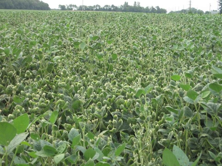 ‘Procedural error’ prompts Arkansas Plant Board to revisit